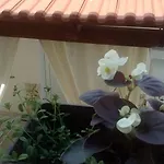 Lavanda Nova *