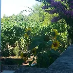 Lavanda Nova