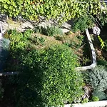 Lavanda Nova
