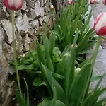 Lavanda Nova Ražanj