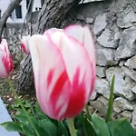 Lavanda Nova * Ražanj
