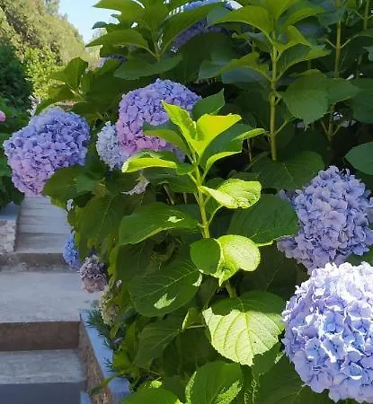 Lavanda Nova Appartement Ražanj