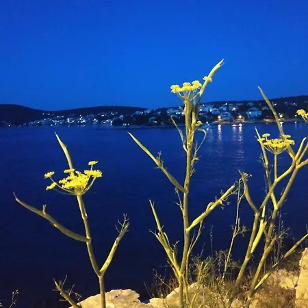 Lavanda Nova *