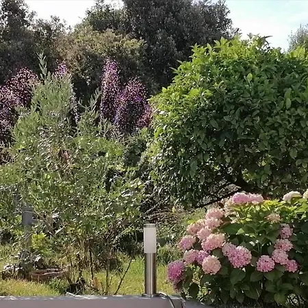 Lavanda Nova * Ražanj