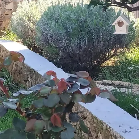 Lavanda Nova * Ražanj