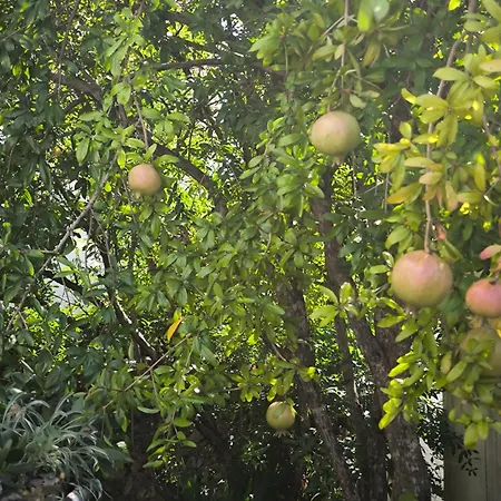Appartement Lavanda Nova Ražanj