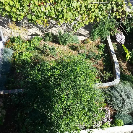 Lavanda Nova