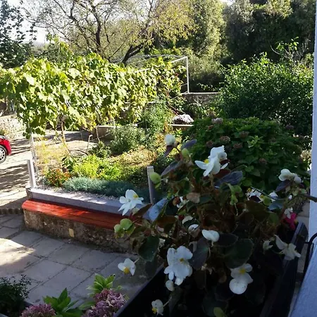 Lavanda Nova Ražanj