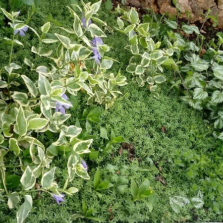 Apartamento Lavanda Nova
