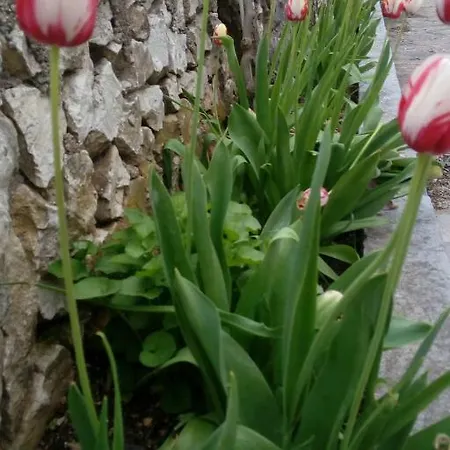 Lavanda Nova Ražanj