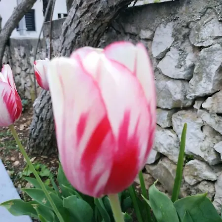 Lavanda Nova * Ražanj