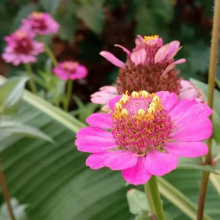 Lavanda Nova Appartement