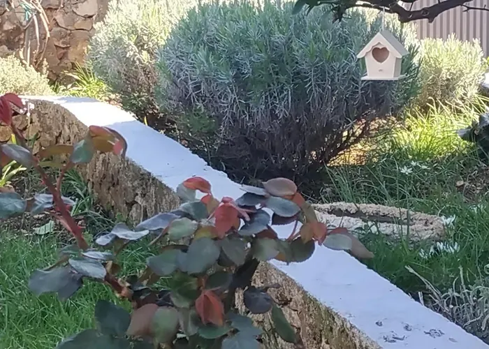 Lavanda Nova * Ražanj