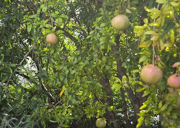 Daire Lavanda Nova Ražanj