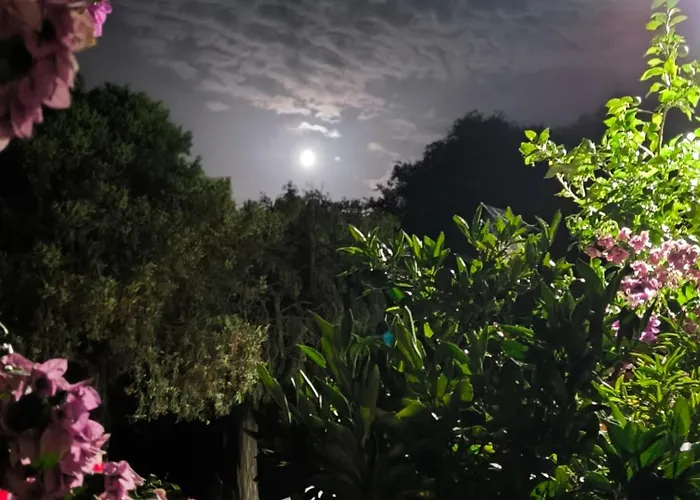 Lavanda Nova Daire *