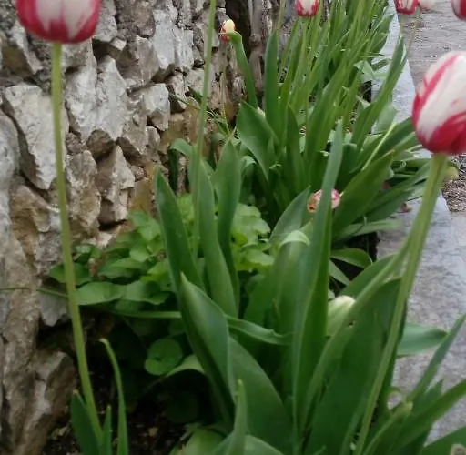 Lavanda Nova Ražanj