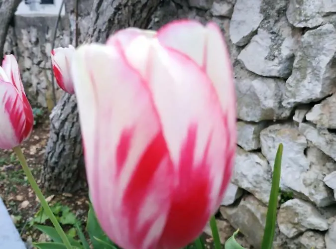 Lavanda Nova * Ražanj