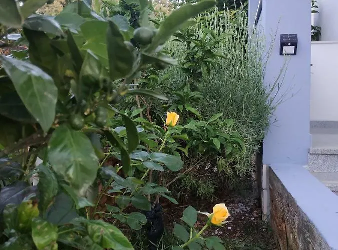 Appartement Lavanda Nova *